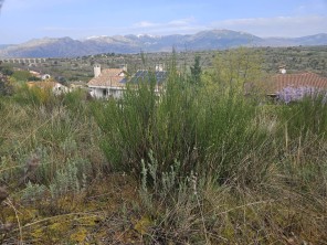 Vistas